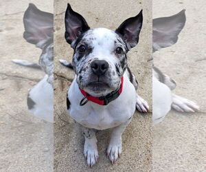 Medium American Pit Bull Terrier-American Staffordshire Terrier Mix