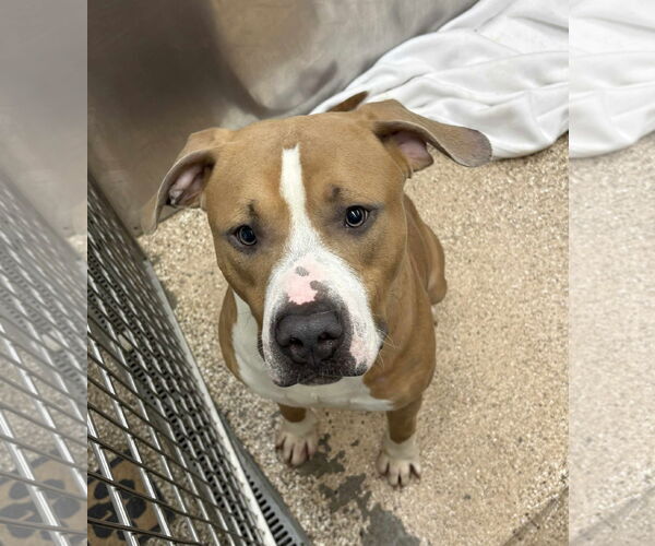 Medium Photo #1 Mutt Puppy For Sale in Martinsburg, WV, USA