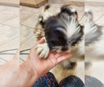 Small Photo #15 Shih Tzu Puppy For Sale in THE WOODLANDS, TX, USA