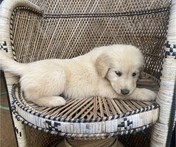 Medium Photo #2 Goberian Puppy For Sale in RIVERSIDE, CA, USA
