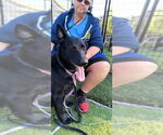 Small #3 German Shepherd Dog