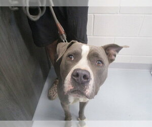 Staffordshire Bull Terrier Dogs for adoption in Ocala, FL, USA