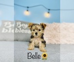 Small Photo #16 Yorkshire Terrier Puppy For Sale in COOKEVILLE, TN, USA
