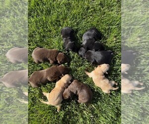 Labrador Retriever Puppy for Sale in EXCELLO, Missouri USA