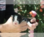 Puppy Jade Australian Shepherd