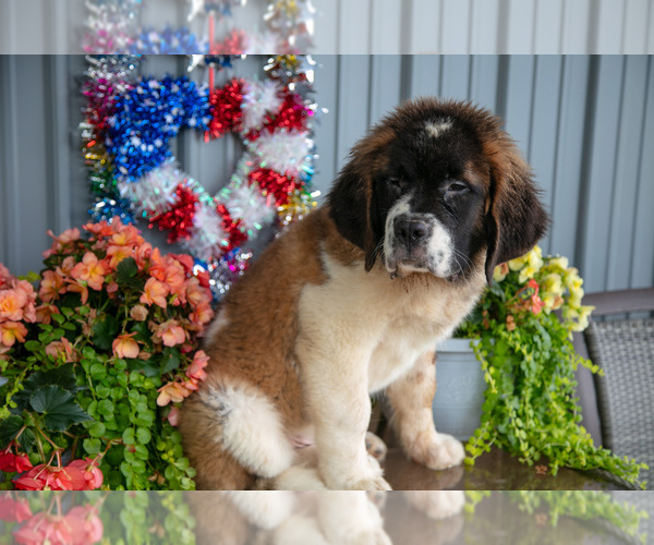 Medium Photo #17 Saint Bernard Puppy For Sale in WEST FARMINGTON, OH, USA