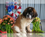 Small Photo #17 Saint Bernard Puppy For Sale in WEST FARMINGTON, OH, USA