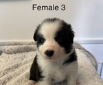 Small #4 Border-Aussie
