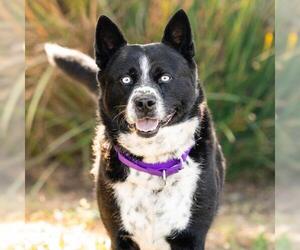 Mutt Dogs for adoption in Camarillo, CA, USA