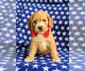 Cock-A-Poo Puppy for sale in CHRISTIANA, PA, USA