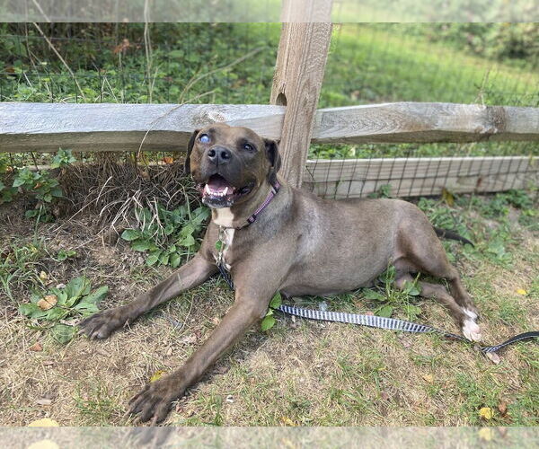 Medium Photo #2 Mountain Cur-Staffordshire Bull Terrier Mix Puppy For Sale in Shermans Dale, PA, USA