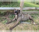 Small #1 Mountain Cur-Staffordshire Bull Terrier Mix