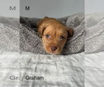 Small #2 American Pit Bull Terrier-Miniature Schnauzer Mix