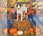Didi - Female Aussie Siberian Dog for Adoption - Small photo