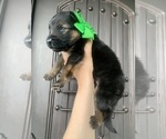 Image preview for Ad Listing. Nickname: Litter of 7