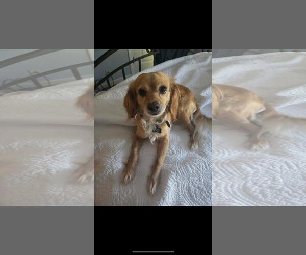 Medium Photo #4 Cocker Spaniel-Unknown Mix Puppy For Sale in Hayward, CA, USA