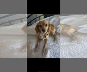 Bella - Female Cocker Spaniel-Unknown Mix Dog for Adoption - Photo #4