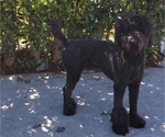 Small Photo #1 Goldendoodle Puppy For Sale in HACIENDA HEIGHTS, CA, USA