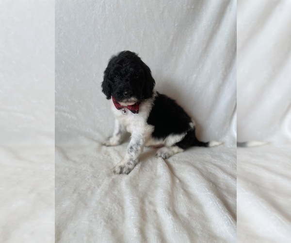 Medium Photo #7 Goldendoodle Puppy For Sale in CHESNEE, SC, USA