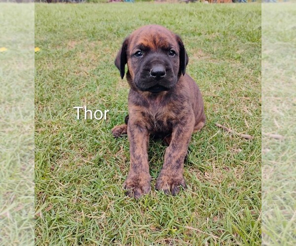Medium Photo #4 Doberman Pinscher-Mastiff Mix Puppy For Sale in BRANTLEY, AL, USA