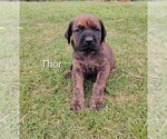 Small #3 Doberman Pinscher-Mastiff Mix