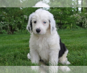 Sheepadoodle Puppy for Sale in FREDERICKSBG, Ohio USA
