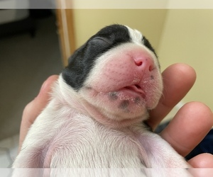 Boston Terrier Puppy for sale in ROCKPORT, TX, USA