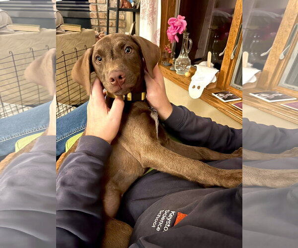 Medium Photo #2 Labrador Retriever-Unknown Mix Puppy For Sale in New London, WI, USA