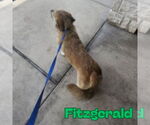 Small #5 Dachshund-Labrador Retriever Mix
