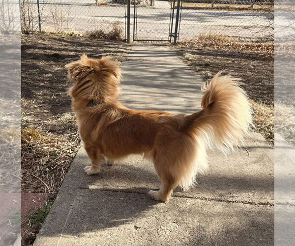 Medium Photo #6 Dachshund-Unknown Mix Puppy For Sale in Denver , CO, USA