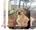 Dafne - Female Chug Dog for Adoption - Small photo