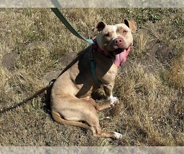 Medium Photo #1 Mutt Puppy For Sale in McKinleyville, CA, USA
