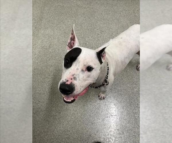 Medium Photo #1 Bull Terrier-Unknown Mix Puppy For Sale in Fort Collins, CO, USA