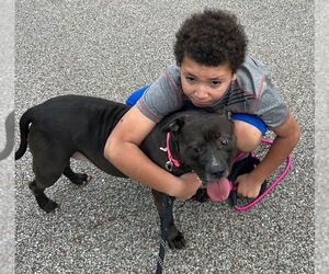 Lola - Female Mutt Dog for Adoption - Photo #8