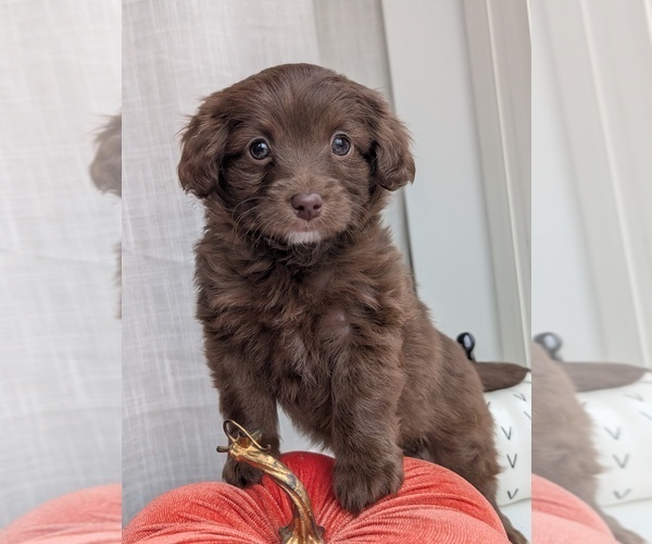 Medium Photo #2 Miniature Australian Shepherd-Poodle (Toy) Mix Puppy For Sale in CICERO, NY, USA