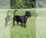 Small #1 Labrador Retriever Mix
