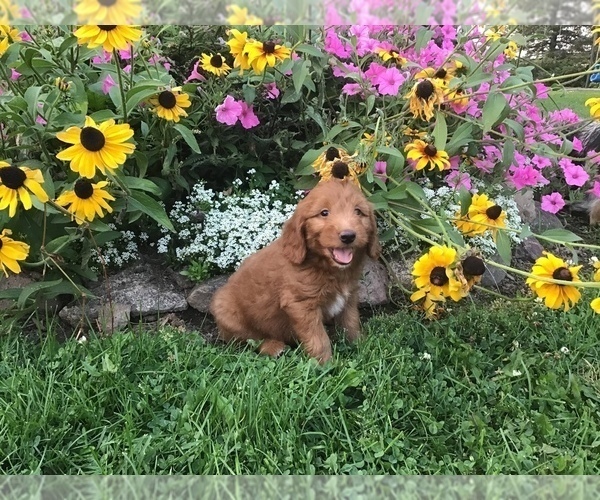 Medium Photo #9 Goldendoodle-Poodle (Miniature) Mix Puppy For Sale in CURTISS, WI, USA