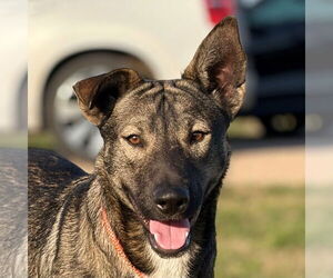 Mutt Dogs for adoption in Canton, CT, USA