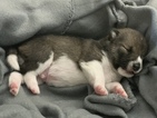 Small Photo #6 Shiba Inu Puppy For Sale in PARKER, CO, USA