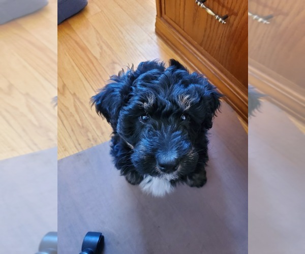 Medium Photo #1 F2 Aussiedoodle Puppy For Sale in SILOAM SPRINGS, AR, USA