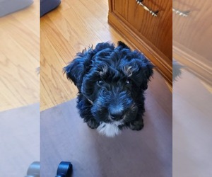 F2 Aussiedoodle Puppy for sale in SILOAM SPRINGS, AR, USA