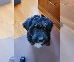 Small Photo #1 F2 Aussiedoodle Puppy For Sale in SILOAM SPRINGS, AR, USA