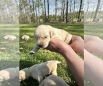 Small Photo #19 Golden Retriever Puppy For Sale in CONCORD, VA, USA