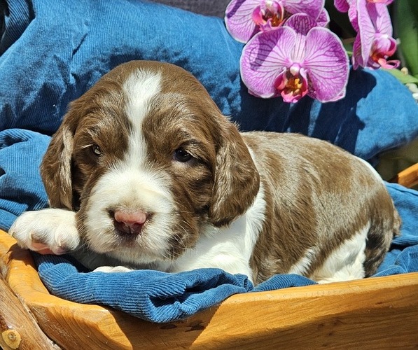 Medium Photo #3 English Springer Spaniel Puppy For Sale in WOOSTER, OH, USA