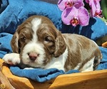 Small #2 English Springer Spaniel