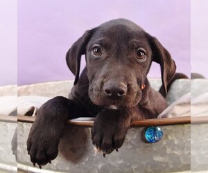 Great Dane-Labrador Retriever Mix Dogs for adoption in Sheridan, CO, USA