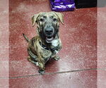 Small #10 American Pit Bull Terrier Mix