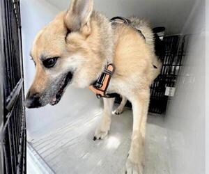 German Shepherd Dog Dogs for adoption in Houston, TX, USA