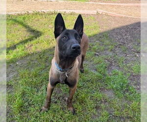 Mutt Dog for Adoption in Martinez, California USA