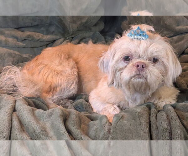 Medium Photo #1 Shih Tzu Puppy For Sale in Bon Carbo, CO, USA